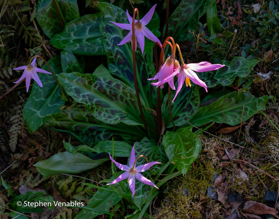 Venables_S's tweet photo. April is the pinkest month. Scottish Himalaya. #pinkandfluffy #rhododendron #himalaya #Bhutan #dogstooth #denscanis https://t.co/wurD4tw1nM
