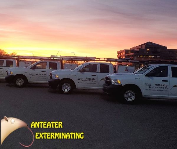 AnteaterInc's tweet photo. When you discover the presence of pests, it can be a shock. You may be wondering how to handle them, how extensive the damage is, and if you face any health risks. One phone call to us is all you need.  (480) 750-7876
https://t.co/0DPmX8rnyU
#pestcontrolchandler https://t.co/p6DFeZMfUO