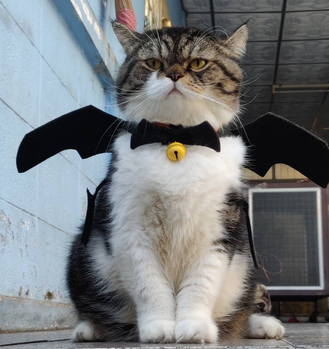 curfewmeow's tweet photo. I must be a little fishy, small, small, small, only. https://t.co/f1NN59HmwI