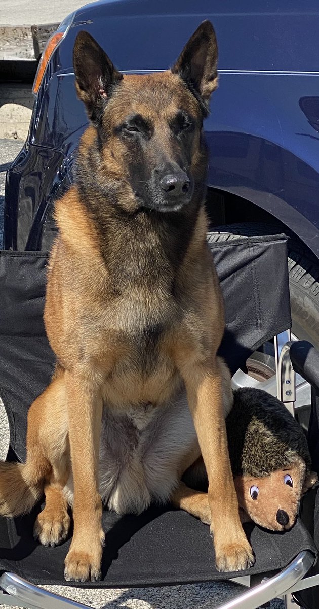 Wow wants his friends to know that while he is retired from going to school, he’s not retired from dog shows. He is now a champion (pending AKC confirmation).