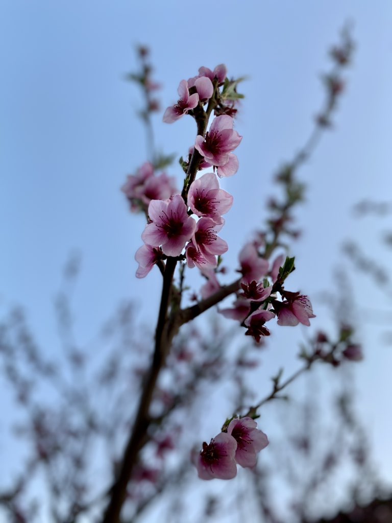adm97's tweet photo. 🌸OLOR A PRIMAVERA🌸 https://t.co/1BpFQ4I9A4
