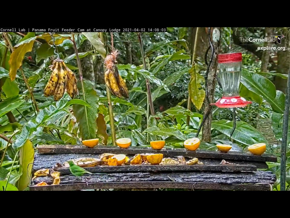 BadMoveNeil's tweet photo. Female Green Honeycreeper getting some juice this afternoon. @PanamaFeederCam https://t.co/Lxo8QU2v9X