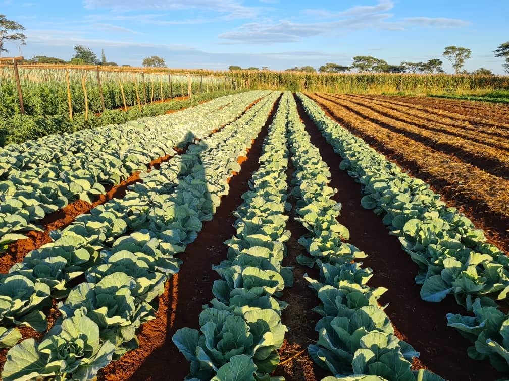 HendeMoto's tweet photo. Hende Fresh Farm- Door Groceries and vegetables plus meats. coming along nicely. Hende Delivery - $RUWA farm Harare https://t.co/Y7omHl714S