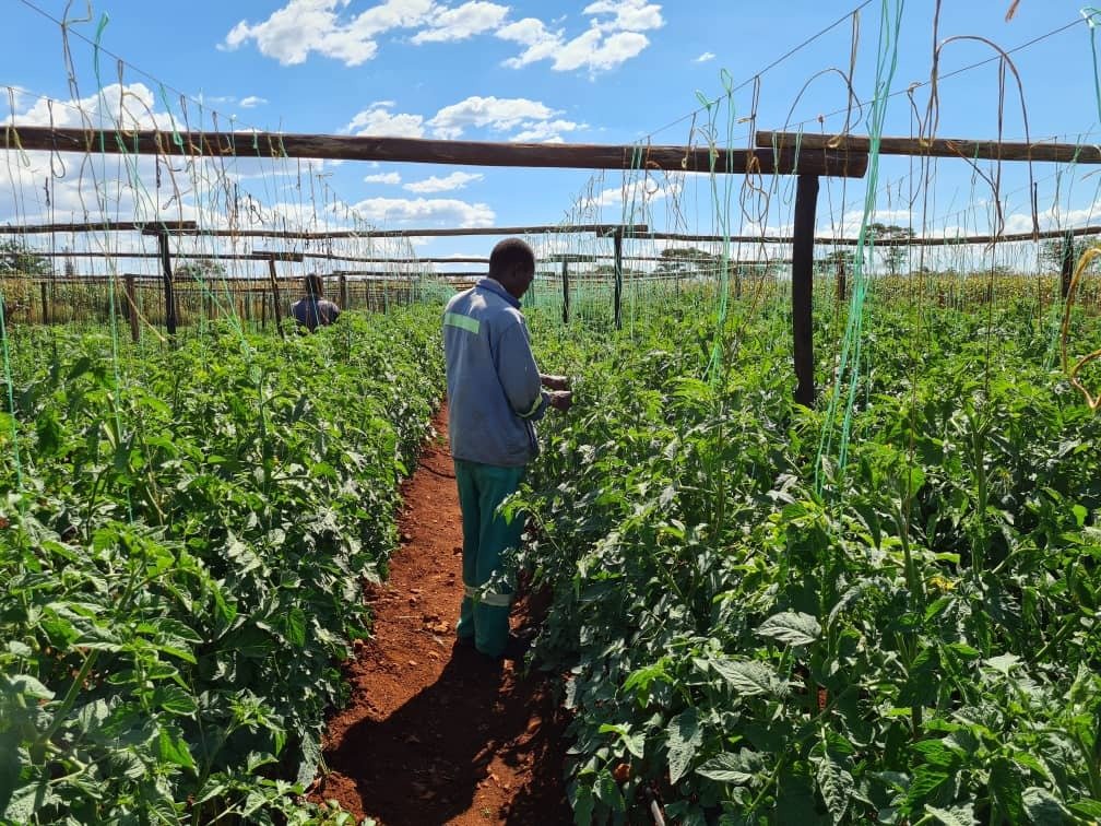 HendeMoto's tweet photo. Hende Fresh Farm- Door Groceries and vegetables plus meats. coming along nicely. Hende Delivery - $RUWA farm Harare https://t.co/Y7omHl714S