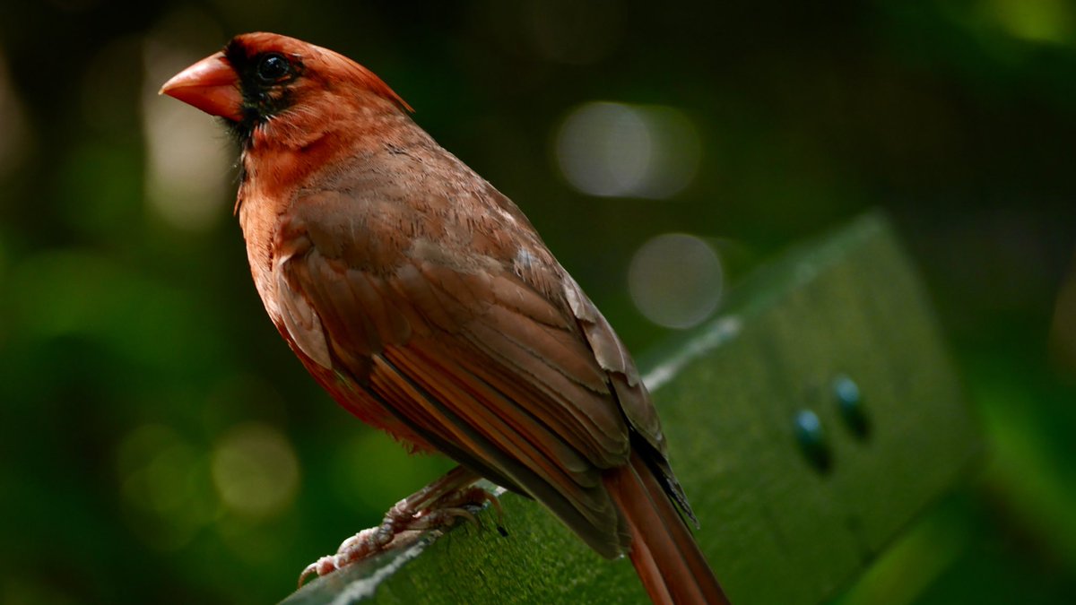BirdsandBuildi1's tweet photo. A very photogenic Cardinal lands on a park bench I just happened to be sitting on. 

Shot on 8/9/2020

#birdwatching #birdphotography #avianphotography #avian #cardinal #cardinals #cardinalbird #centralparknyc #newyorkcity #nyc #panasoniclumix #lumix #lumixphotography #lumixg7 https://t.co/FCt4EkCxL0