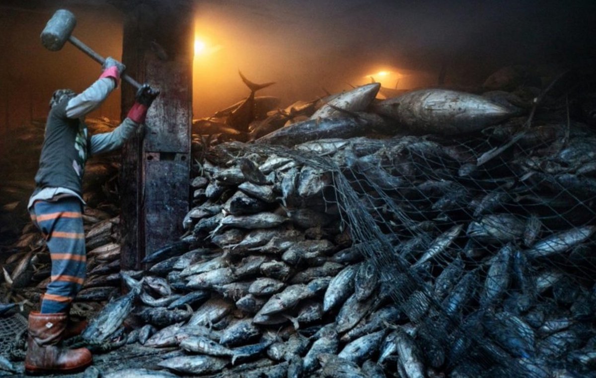 TheStoppedClock's tweet photo. @IWMCWCT @hilbornr #Fishing as we know it is unsustainable. Half the plastic waste in the sea is from fishing nets. One third of the catch is fed to livestock. One third never makes it to the plates.
https://t.co/EA6QiuicSd 

#Fishing is a crime - the #FishingIndustry are criminals. https://t.co/BZ36SBZYsw
