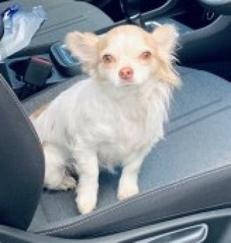 millypod1's tweet photo. 🆘28 MAR 2021. LULU 
 Taken from house, possible now been sold on😢
#STOLEN #ScanMe @gmpolice @gmptraffic 
Cream &amp; White Chihuahua Female 
nr Manchester Road #Rochdale #GreaterManchester 
#OL11 4LX  SIGHTINGS PLZ ☎️07857 076230
https://t.co/dB5xFSbsPU https://t.co/GXfmDoFLgP