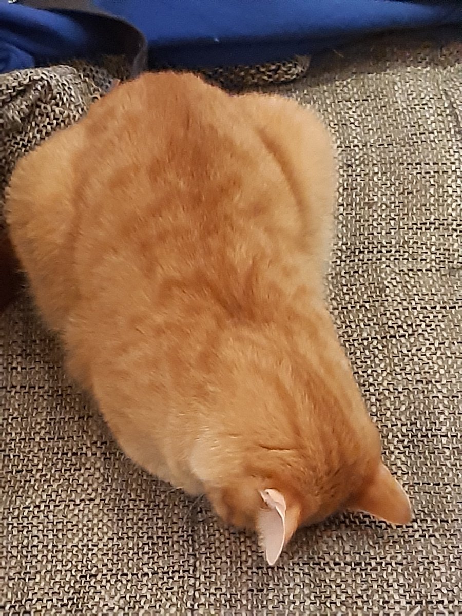 RooTAKS's tweet photo. This is Morty, he's a weird dood (not my cat) https://t.co/2gx9o7upM4