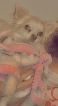 millypod1's tweet photo. 🆘28 MAR 2021. LULU 
 Taken from house, possible now been sold on😢
#STOLEN #ScanMe @gmpolice @gmptraffic 
Cream &amp; White Chihuahua Female 
nr Manchester Road #Rochdale #GreaterManchester 
#OL11 4LX  SIGHTINGS PLZ ☎️07857 076230
https://t.co/dB5xFSbsPU https://t.co/GXfmDoFLgP