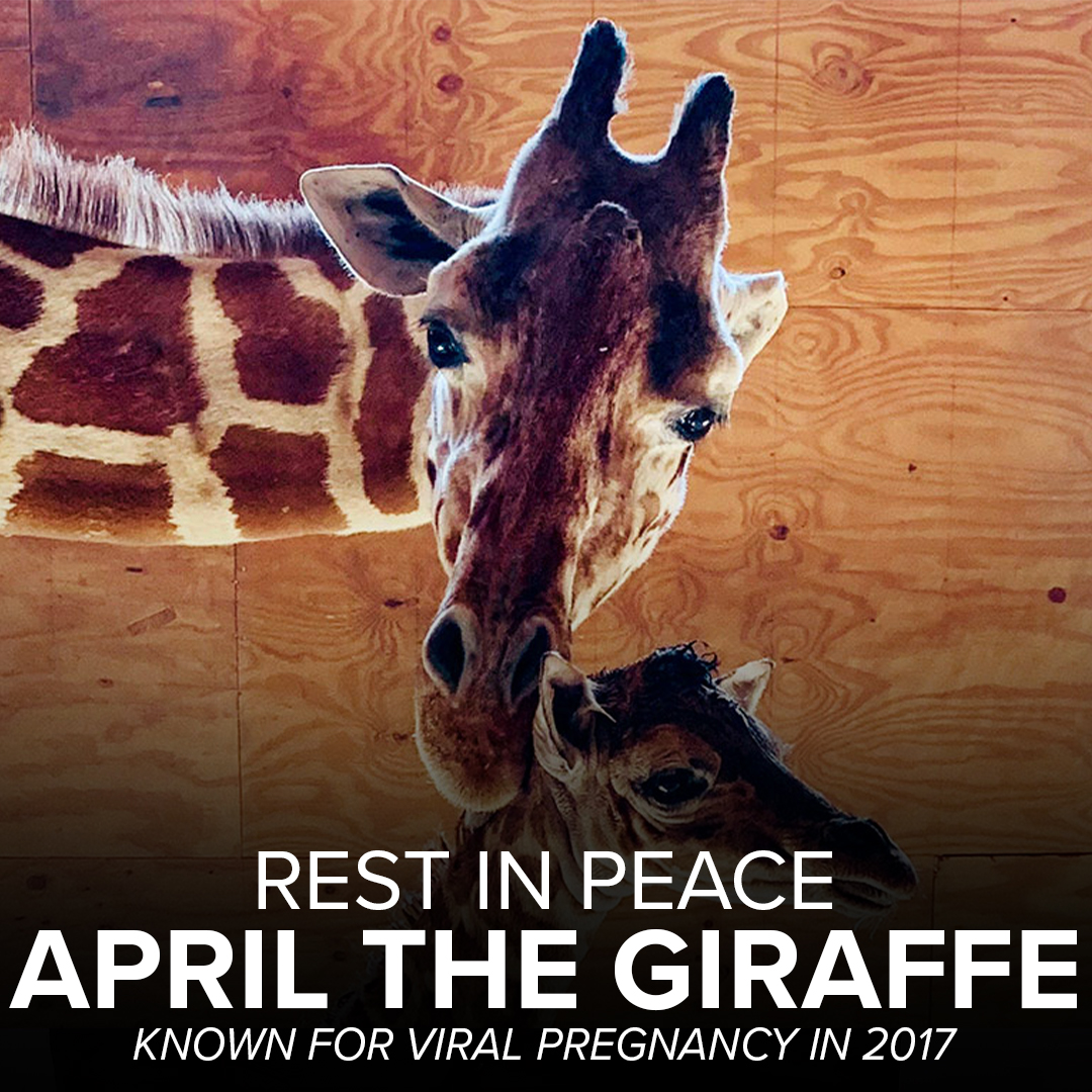 SAD NEWS: April the Giraffe, who famously broke the internet during her 2017 pregnancy when the live camera inside her habitat took off on YouTube, has died. April was 20 years old. 🦒💔 7ny.tv/39CICMe