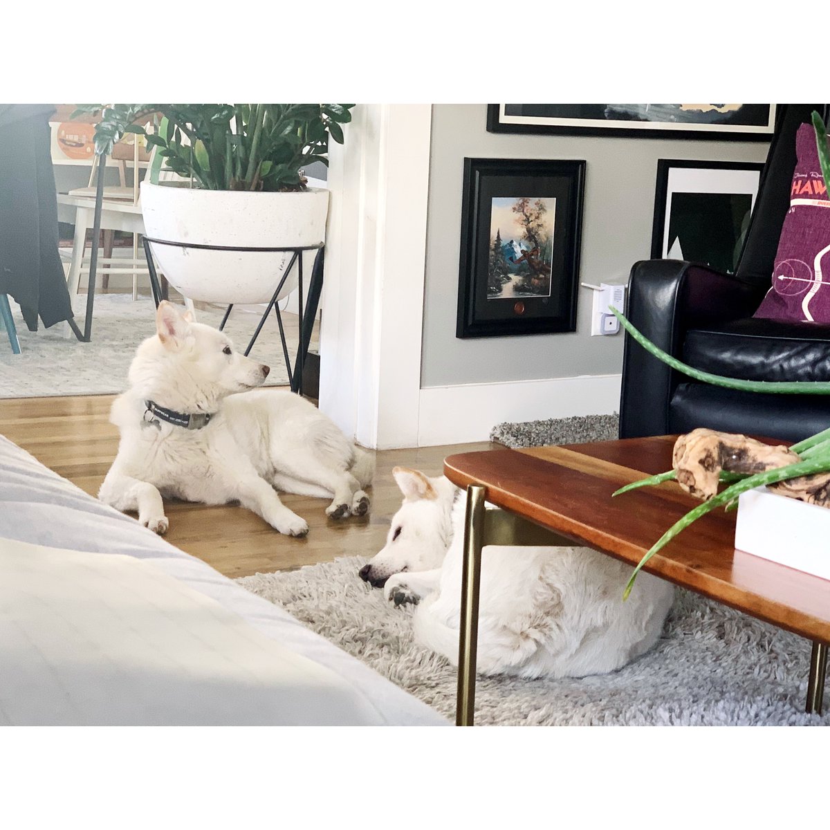 FlipThisBitch's tweet image. It&apos;s dog day here at FTB and we&apos;ve love to introduce you to the best Jindos we could have -- Bane and June! 🐾

#JindoDog #Jindo #JindosofTwitter #DogsOfTwitter #Dog #Dogstagram #DogLover #DogLife