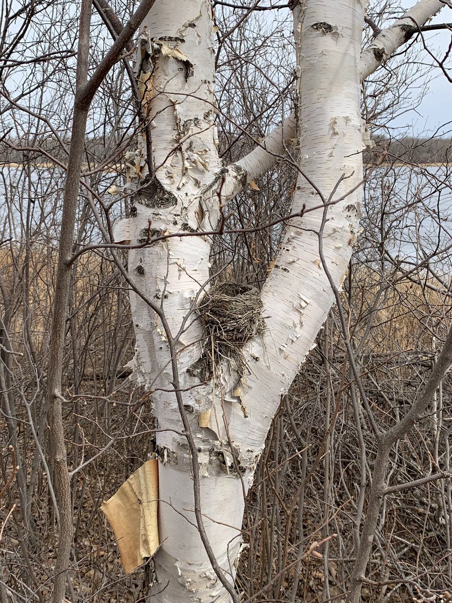 willgoodon's tweet photo. Time in the bush. Deep breaths. Harvesting some birchbark. #turtlemountains #sharpelake #Metis https://t.co/DXdJmf8QQj