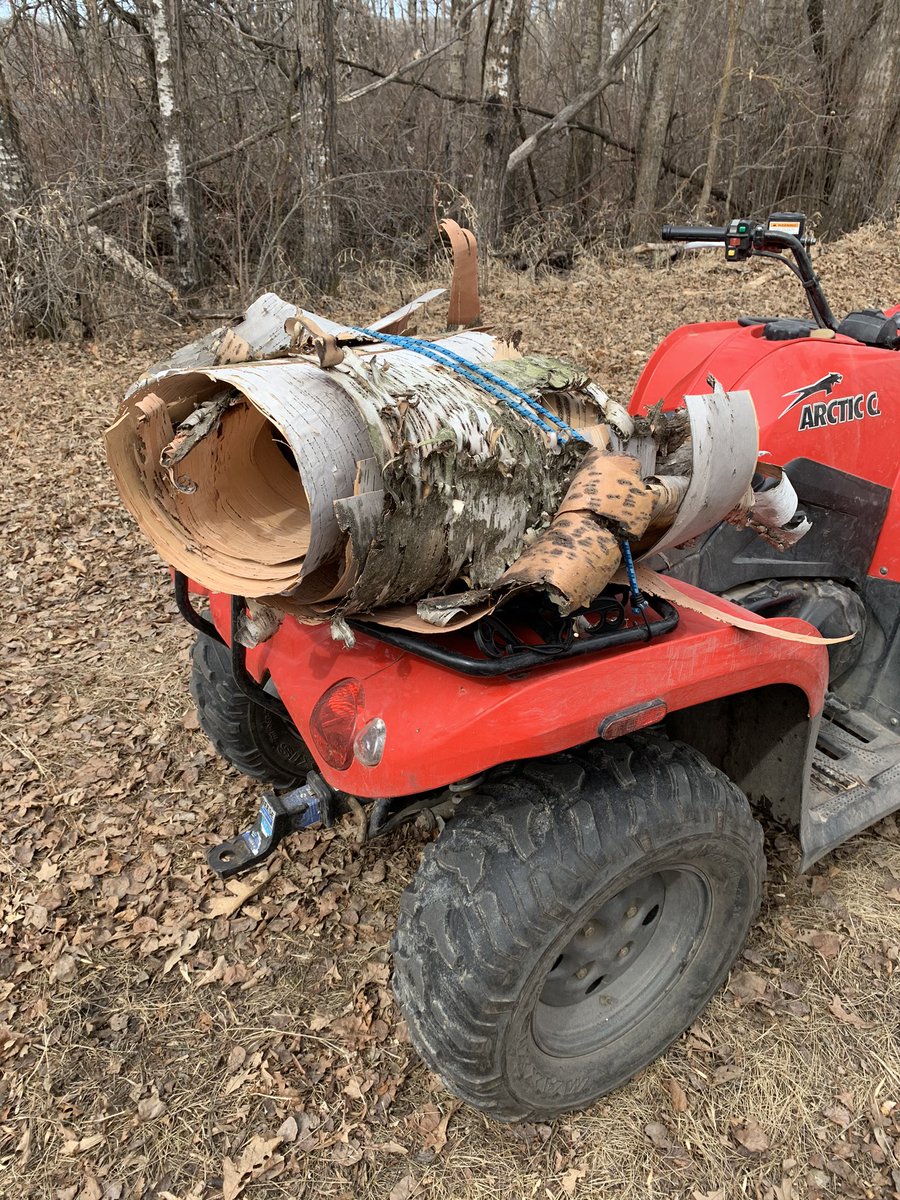 willgoodon's tweet photo. Time in the bush. Deep breaths. Harvesting some birchbark. #turtlemountains #sharpelake #Metis https://t.co/DXdJmf8QQj