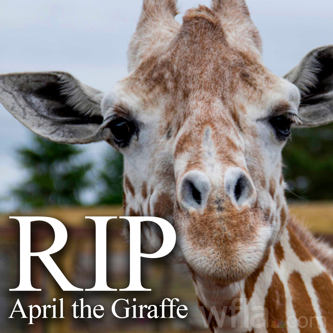 WFLA NEWS on Twitter RIP APRIL  April the Giraffe who captivated the  world during her pregnancy in 2017 has died She was 20 years old  httpstcoF6zBBCfcZK httpstconoe2TBwgOq