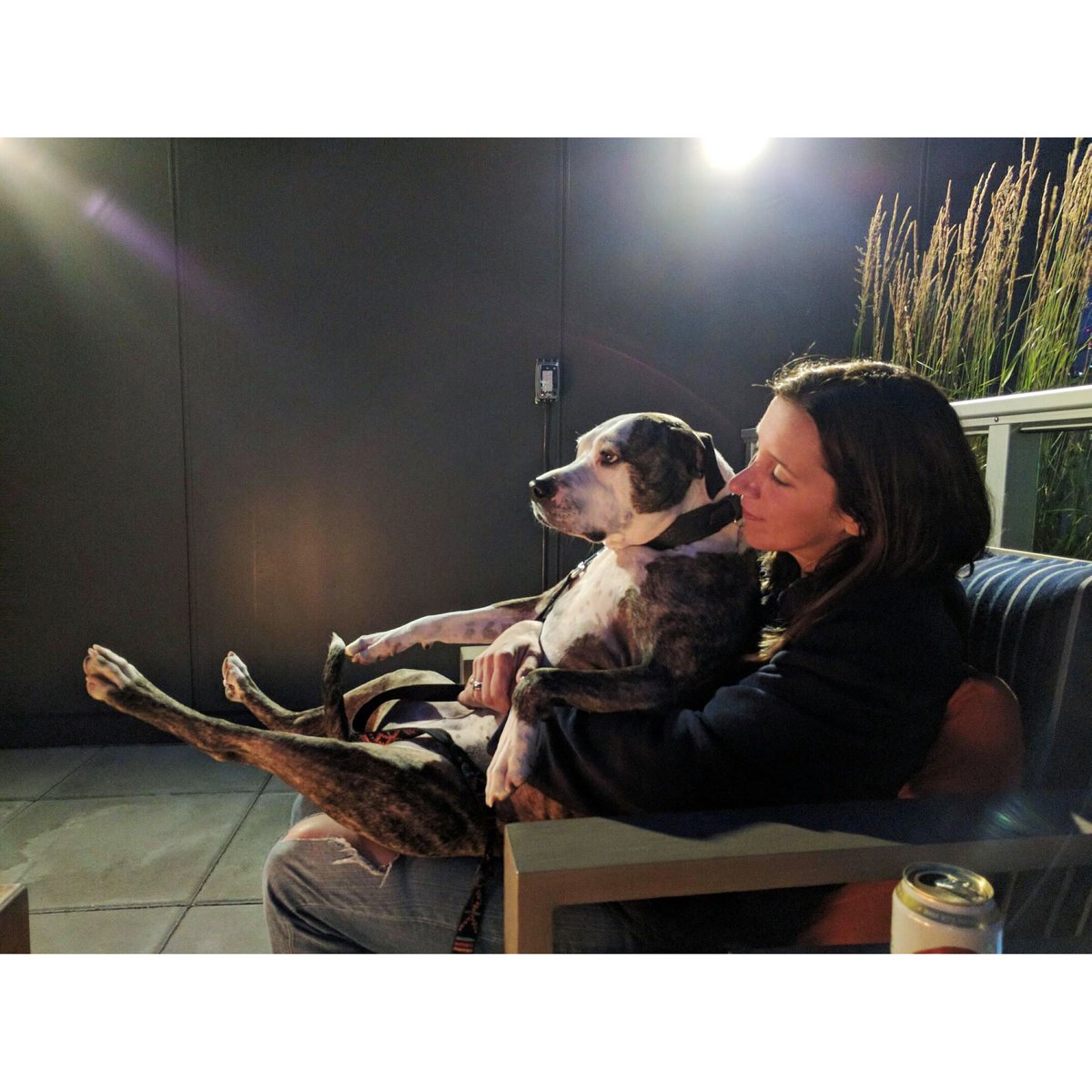 Sue and Josie, a match made in heaven ❤️

#Dog #DogsOfTwitter #Dogstagram #DogLover #DogLife