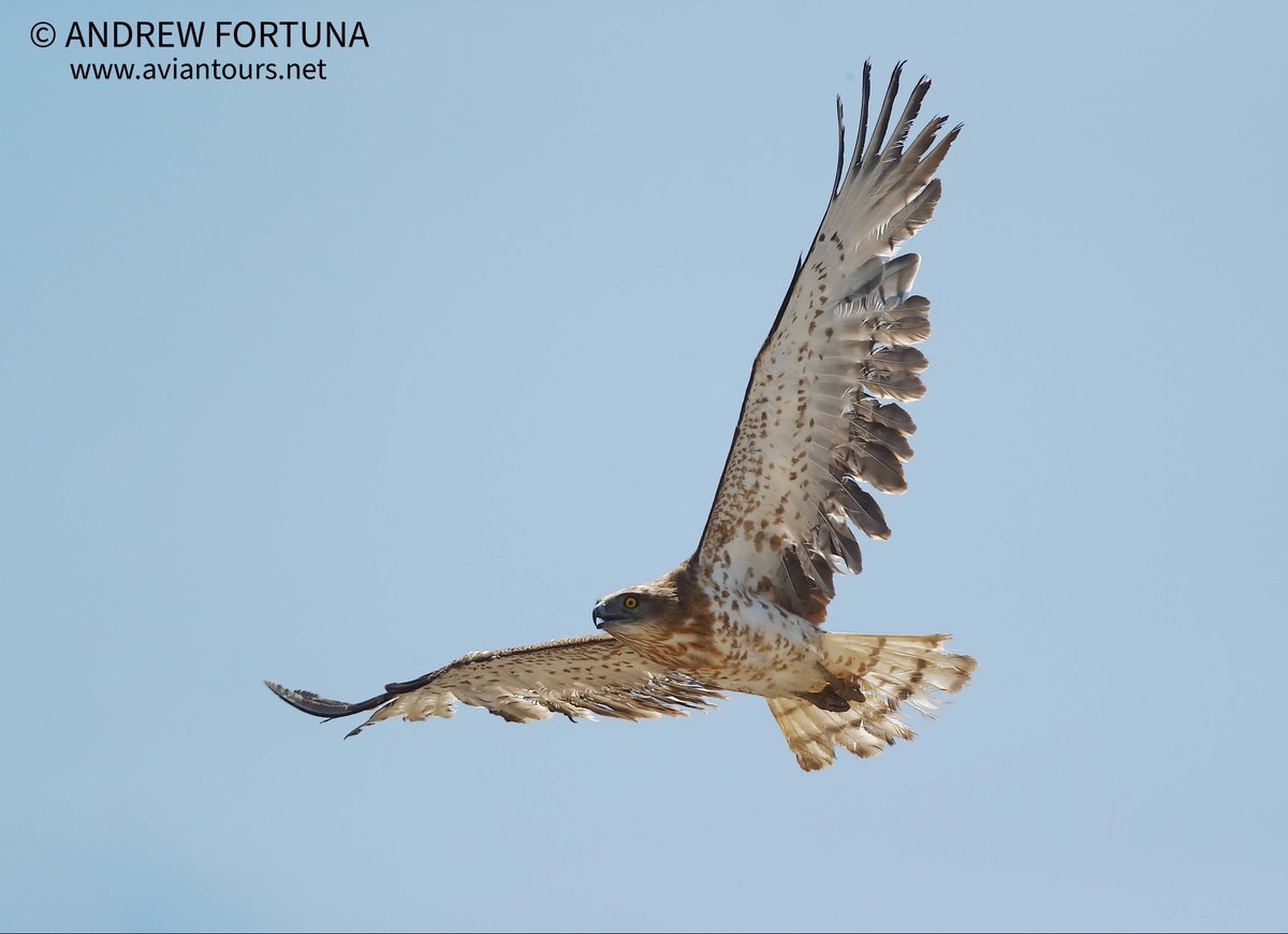 Aviantours's tweet photo. Short-toed eagles have been coming in today over #Gibraltar, with smaller numbers of #Blackkites and #Bootedeagles. As the #travel industry shows signs of opening up for the summer we r accepting provisional bookings for #birdwatching & #BirdPhotography tours info@aviantours.net https://t.co/wcSBNiLnr1
