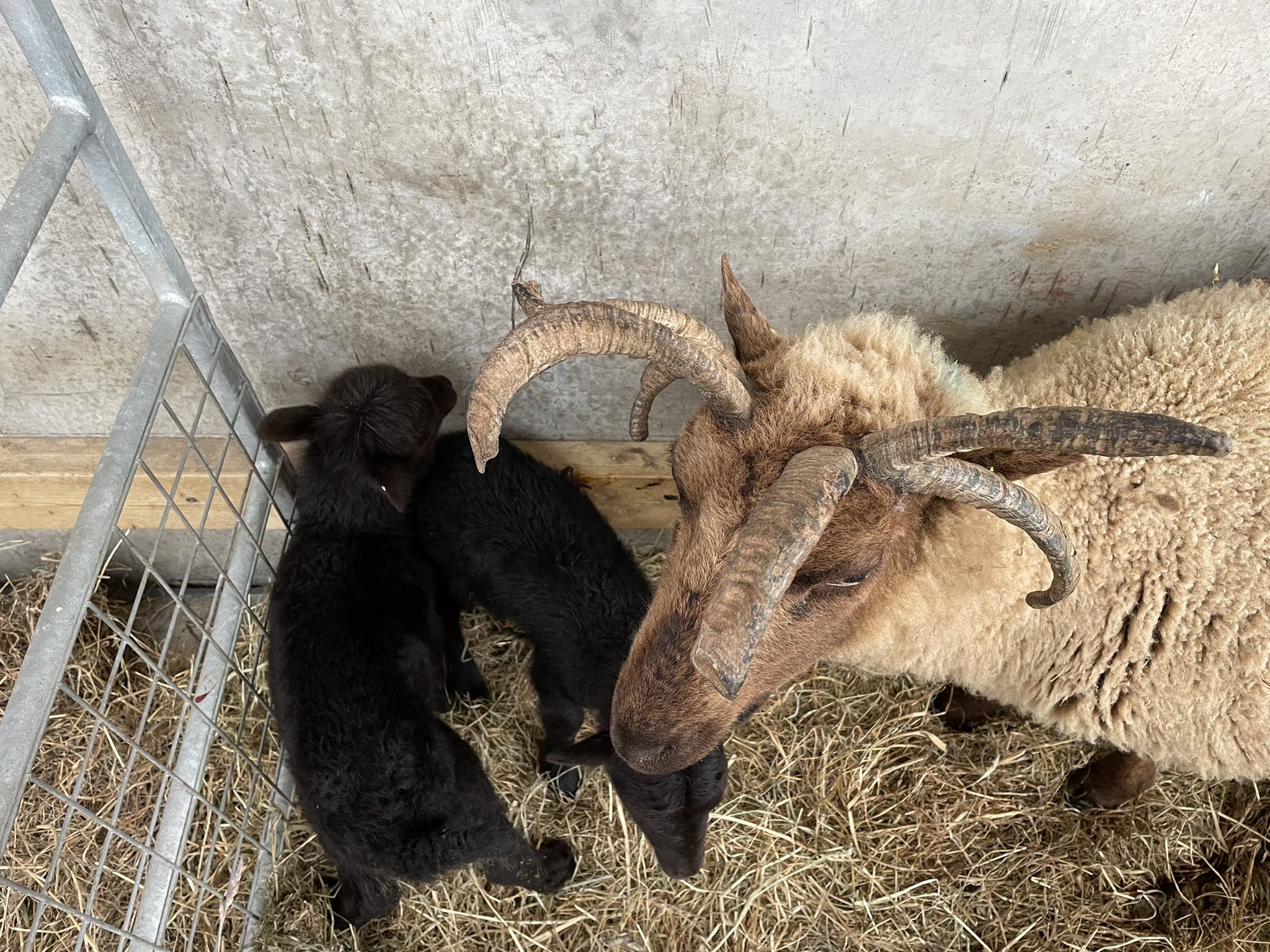 Six Horned Sheep