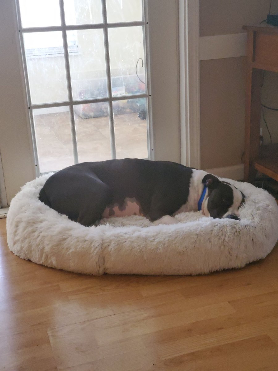 Tamrayburn's tweet photo. Cozy
#dogs #dogsoftwitter https://t.co/pP3AETskq2