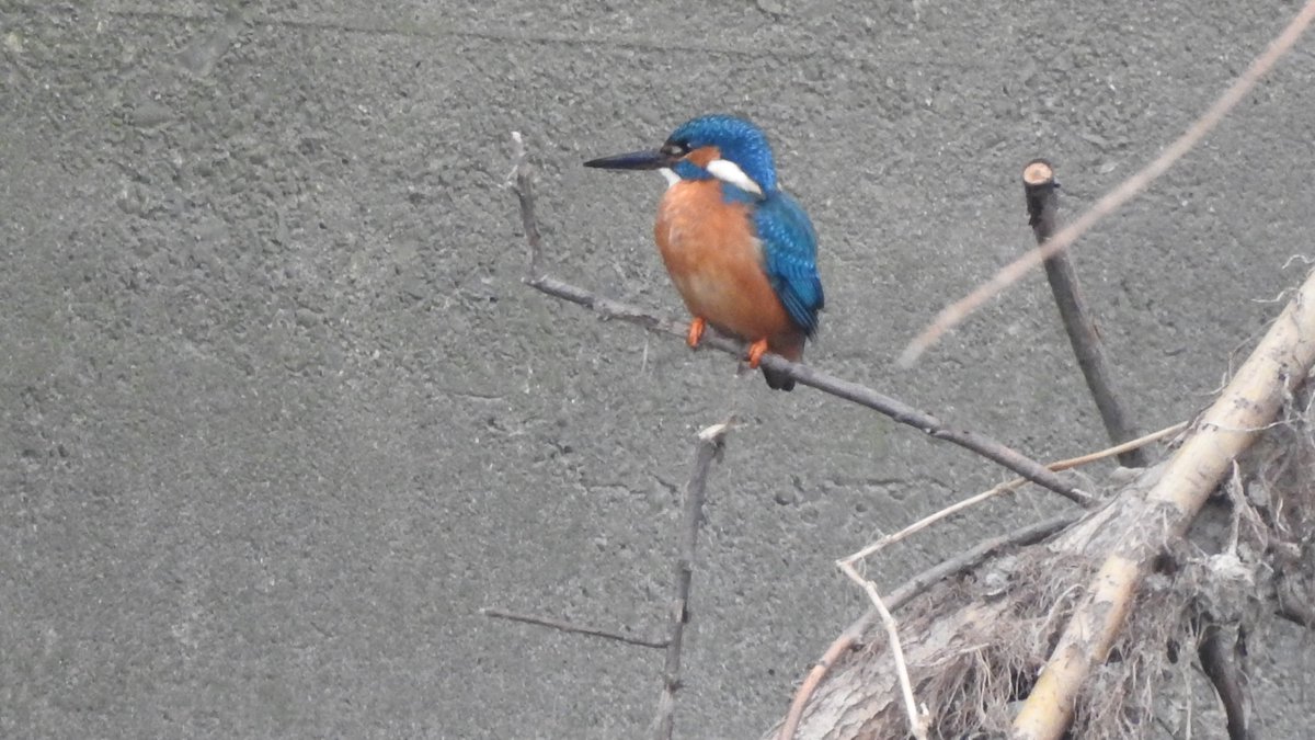 CanalRegent's tweet photo. Male #kingfisher on the #River Lea last night. #LondonBirds #BirdsSeenin2021 #hackneywildlife #riverwildlife #NaturePhotography #birdwatching https://t.co/m0BiAaBGuk