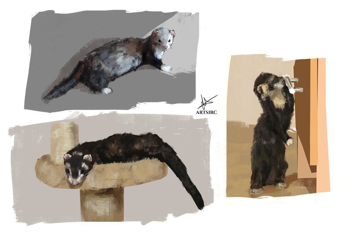artsirc_'s tweet photo. Sketch study - Ferrets
#sketch #studycolor #Ferrets #digitalart #artwork #art https://t.co/pU1sON2rE5