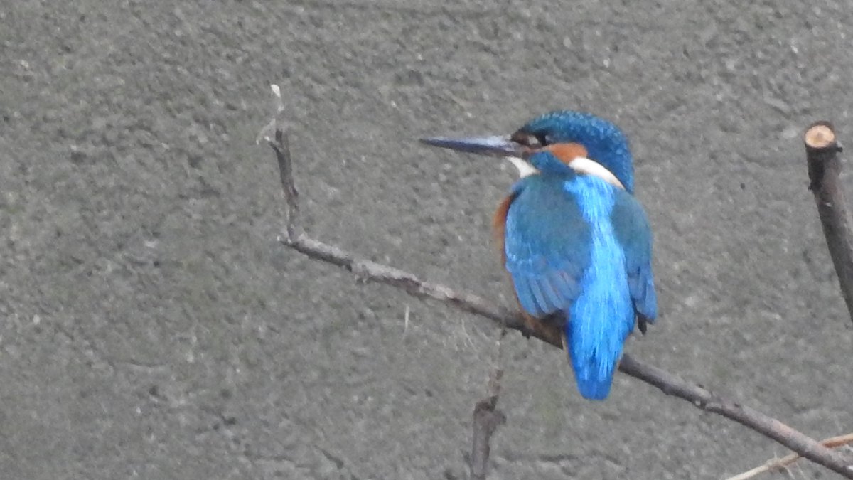 CanalRegent's tweet photo. Male #kingfisher on the #River Lea last night. #LondonBirds #BirdsSeenin2021 #hackneywildlife #riverwildlife #NaturePhotography #birdwatching https://t.co/m0BiAaBGuk