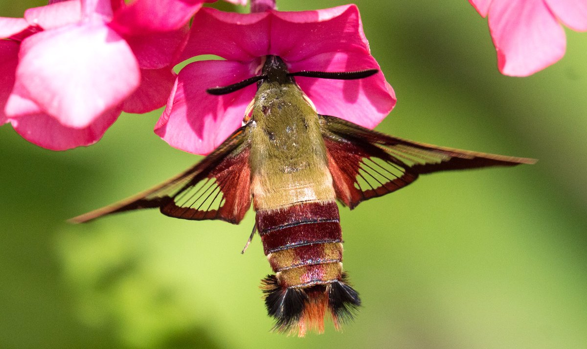 the_sca's tweet photo. Some vital #pollinators don’t get nearly as much attention as others! 🦇 Learn about some of the unsung heroes of pollination as part of #SCAEarthMonth. https://t.co/qiYCUbp1xi

#SaveOurSphere 🌎 https://t.co/jjF14LZI7s
