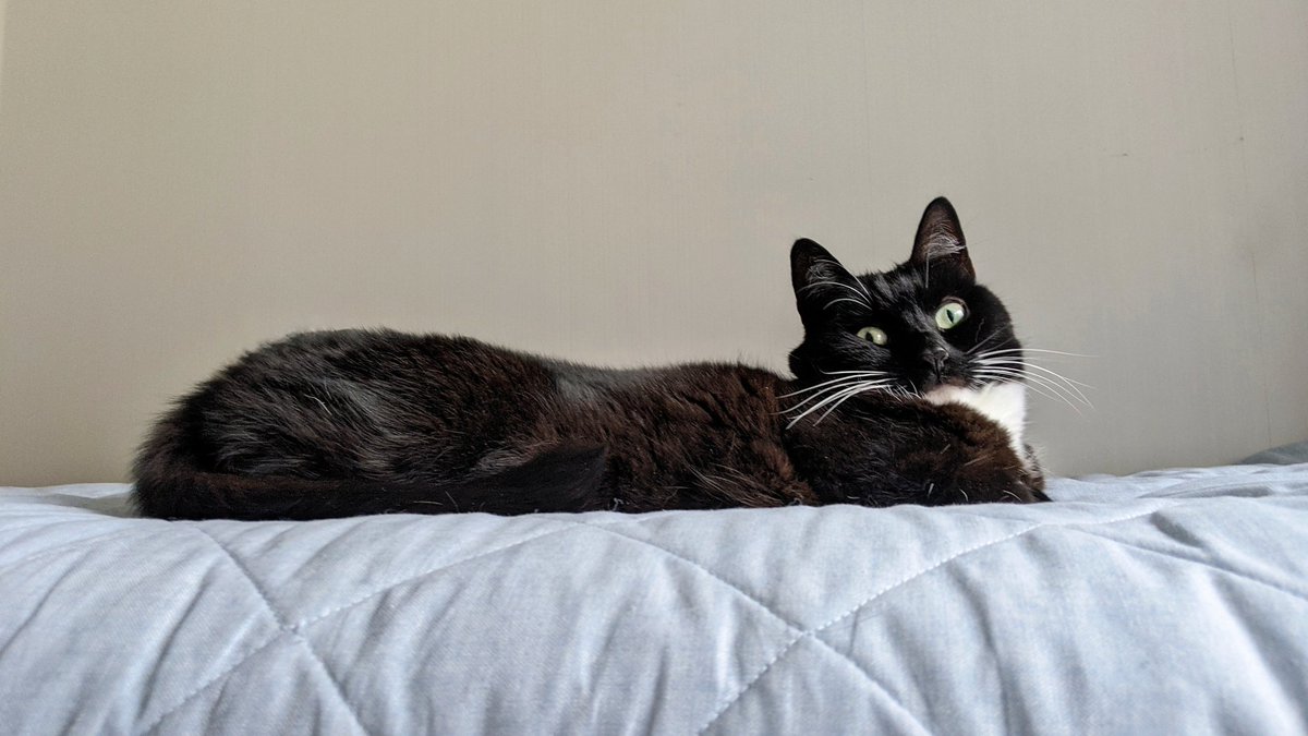 CuriousZelda's tweet photo. I lengthen out 
I feel some pain
I'm proud to say 
I'm now a train https://t.co/NgD63OK5UD