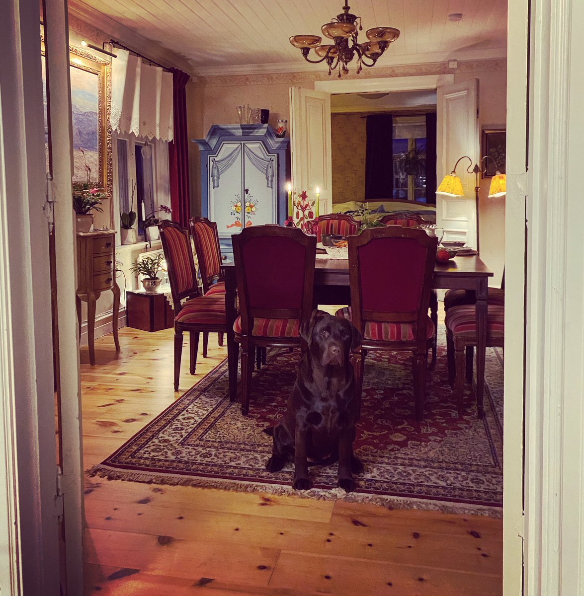ae_lindstrom's tweet photo. Glad påsk från Jämtland önskar vår labrador Anna! https://t.co/i9yak8H27G