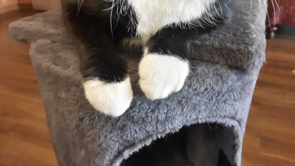 wilmalauder1's tweet photo. Tuxedo cat hands
π±π±π±π±π±π±π±π±π±π±π±π±π±π±
#cat #cats #CatsOfTwitter #kitten #kittens #mainecoon #Pyewacket #Babalu #Babaloo #Florida #FloridaLife https://t.co/5ZDawfcDeN