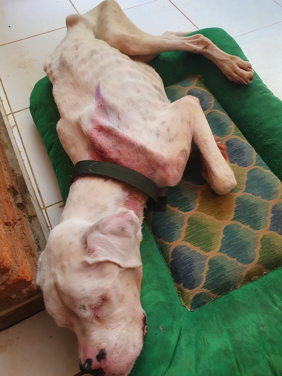 edithortizg's tweet photo. Nunca dejes de intentar... Nunca pierdas la Fé.. No dejes que Nadie te desanime... Que hasta una Patada empuja hacia Adelante.. #ReycitodeTodos #SIalaVIDAnoalaEUTANASIA rodeate de Veterinarios que Amen y Respeten LA VIDA ♥️ #PakoRescateParaguay https://t.co/3Pcbz4EfL3