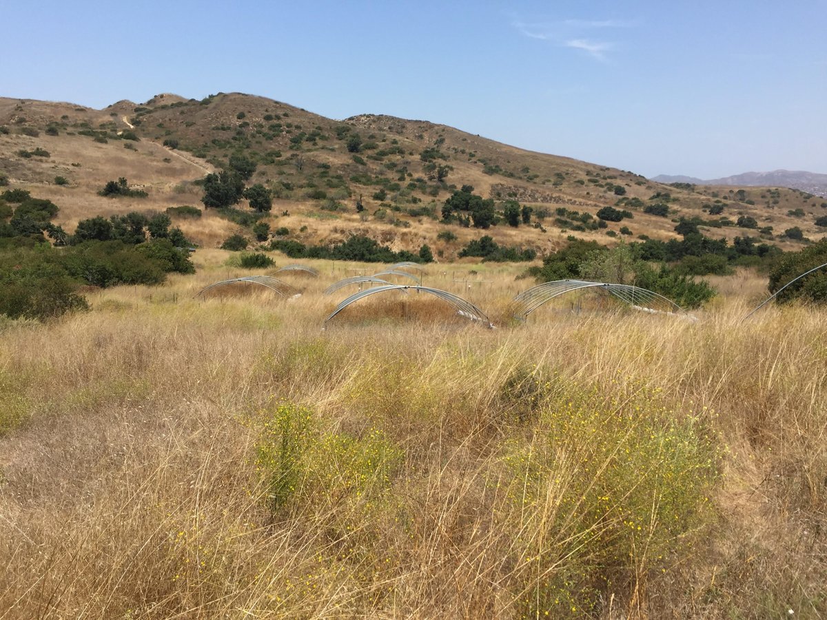 How will climate change alter the diversity of soil microbiomes? A decade-long study at the Loma Ridge Global Change Experiment shed some light! Read more here: bio.uci.edu/study-finds-mi…
Photo credit: <a href="/StevenDAllison/">Steven Allison</a> 
<a href="/UCIEEB/">UCI Ecology and Evolutionary Biol</a>