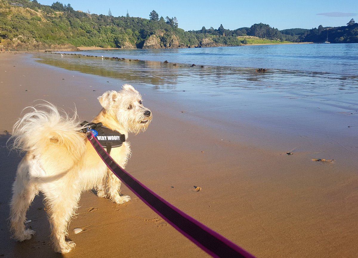 CerebralNurse's tweet photo. Early morning dog walks on the beach in the #WinterlessNorth #TeTaiTokerau #TeNgaere @WeatherWatchNZ https://t.co/Pgxw6O6AvP