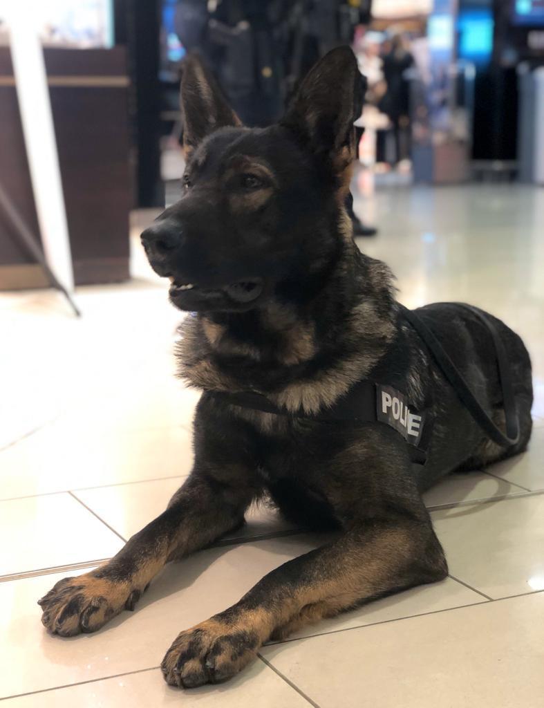 Vehicle failed to stop for <a href="/HertsPolice/">Herts Police</a> and the driver jumped into gardens in <a href="/MPSWForest/">Waltham Forest MPS | North East BCU</a> PD Max from NE DSU found the male hiding in a garden shed and he knew the game was up! Arrested for being wanted by police and various other offences #thenoseknows #goodboy ^6023co