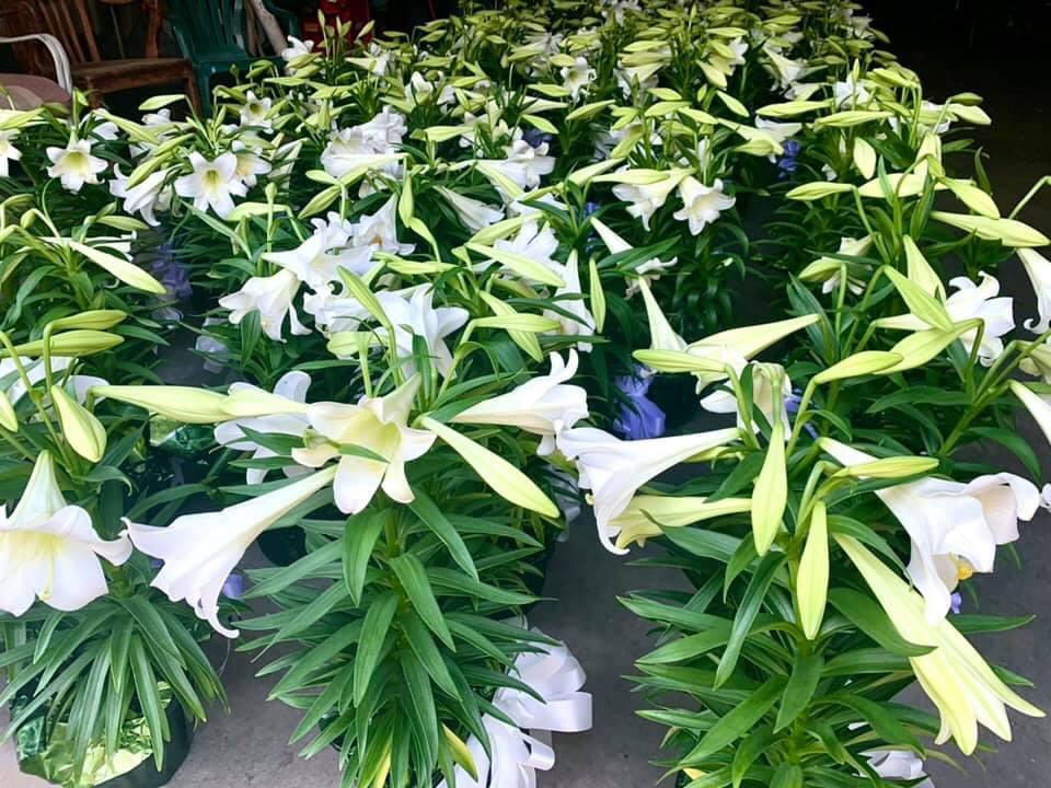 The Easter Lilies have arrived & placed by the staff today. Over 100 were purchased & placed at the graves of loved ones for the holiday. Thanks for your continued support. Happy Easter! #OakdaleCemetery #EasterWeekend #ILM #Easter2021 #HistoricWilmington