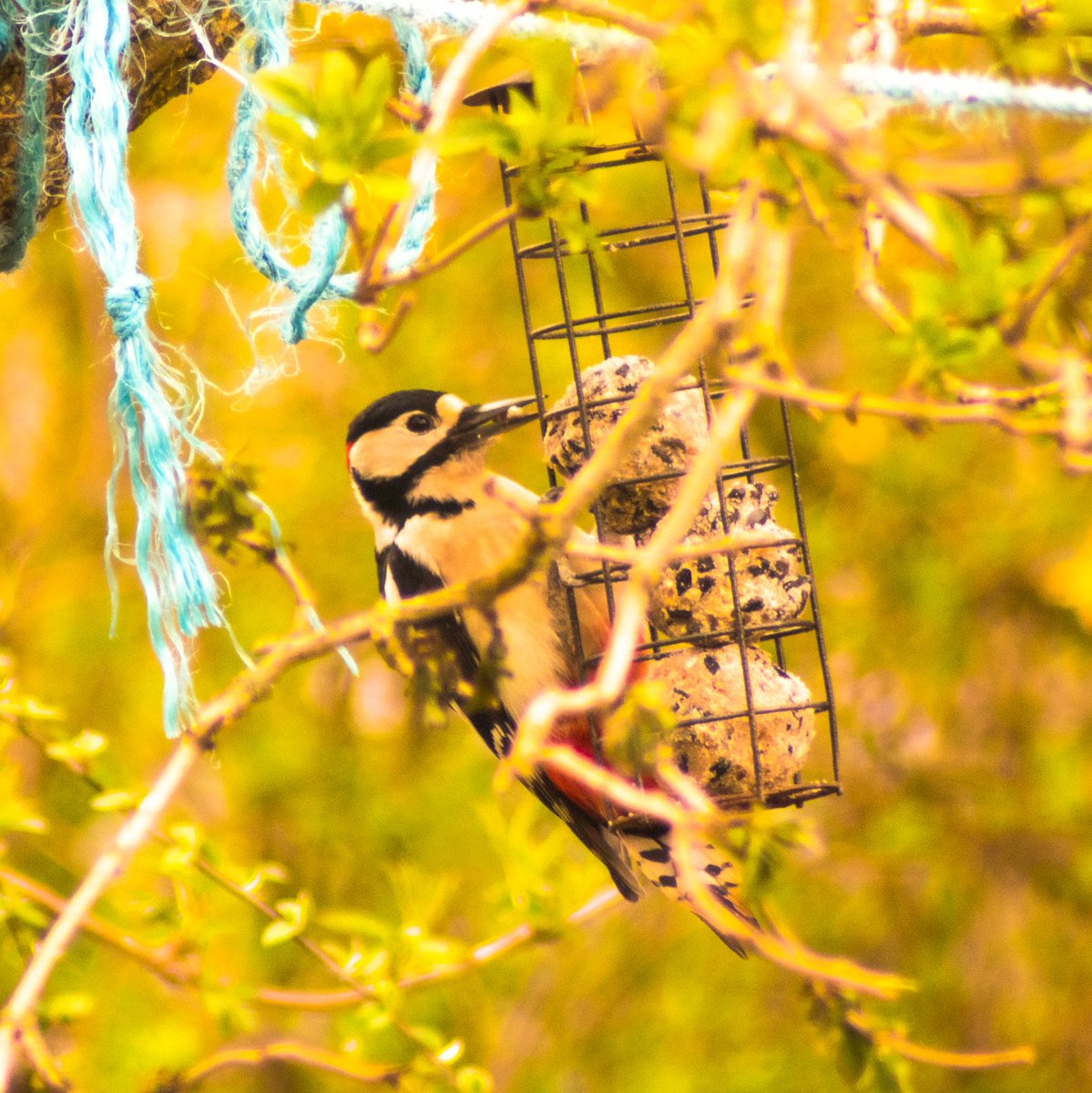 kphilchris's tweet photo. @Natures_Voice @ShopChesterLeSt @DurhamBirdClub @durhamwildlife #woodpecker #ouston #wildgarden I have seen the greater spotted woodpecker in my garden twice this week it's such a privilege โค๏ธ https://t.co/1CLaebs3Vu