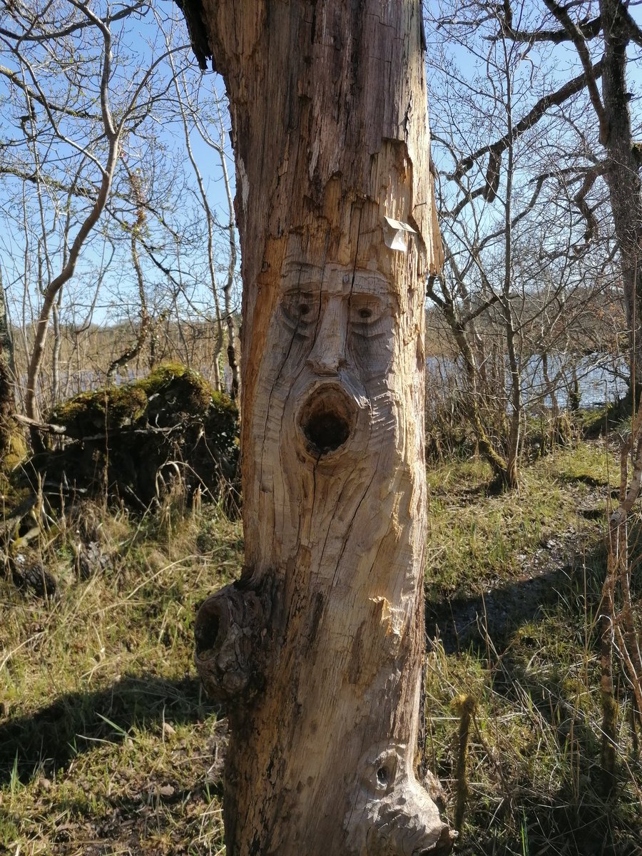 ryan_eileenryan's tweet photo. Spotted to day out and about. #treeart #dancingshadows https://t.co/zsyNwYVZvF