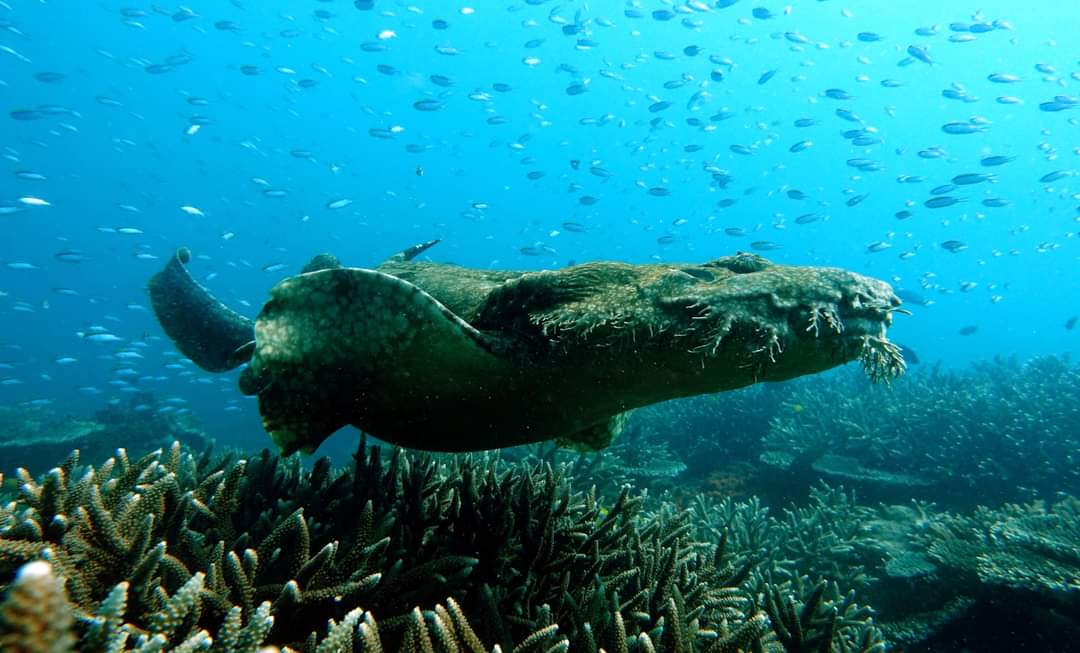 DanielaCeccare8's tweet photo. Critters you meet at work...
#keppelislands #reefmonitoring #GreatBarrierReef #inshorereefs @jcu @CoralCoE https://t.co/IdJycFa7LJ
