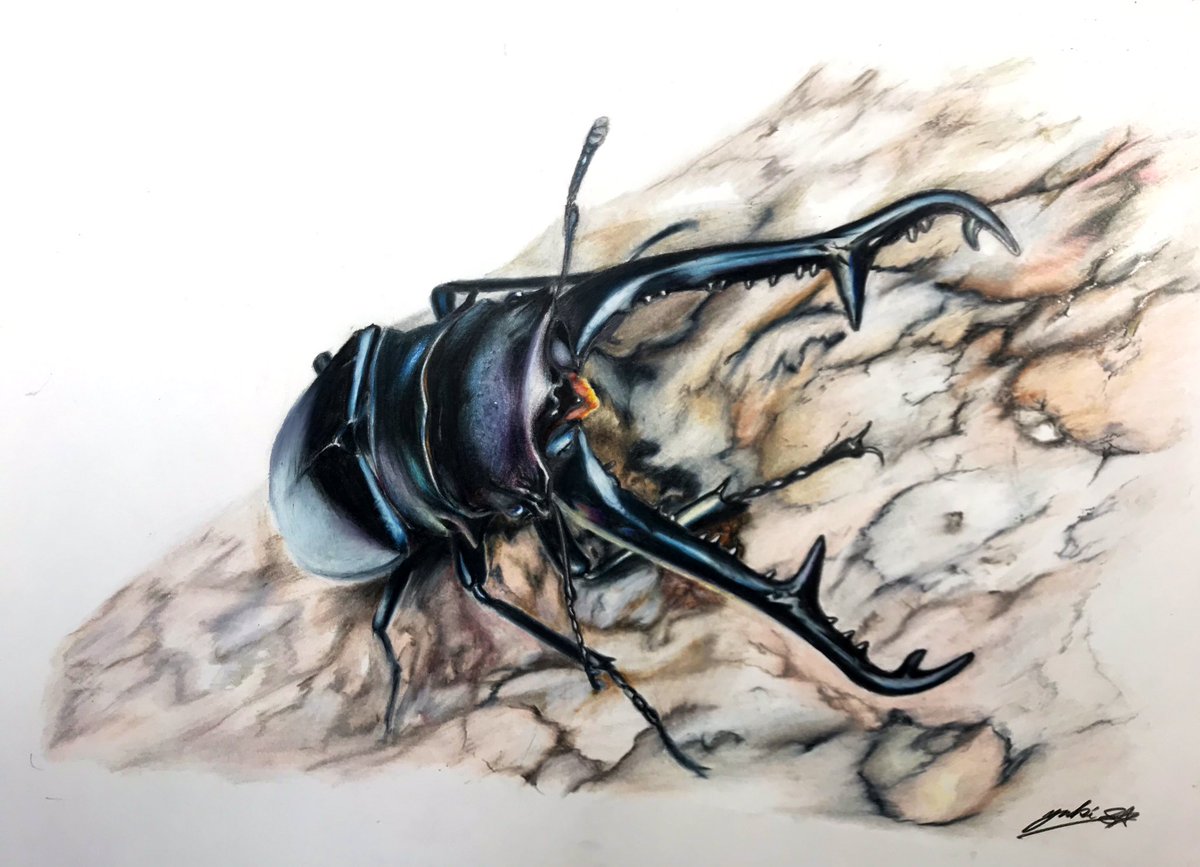 Twoucan 昆虫標本 の注目ツイート イラスト マンガ コスプレ モデル