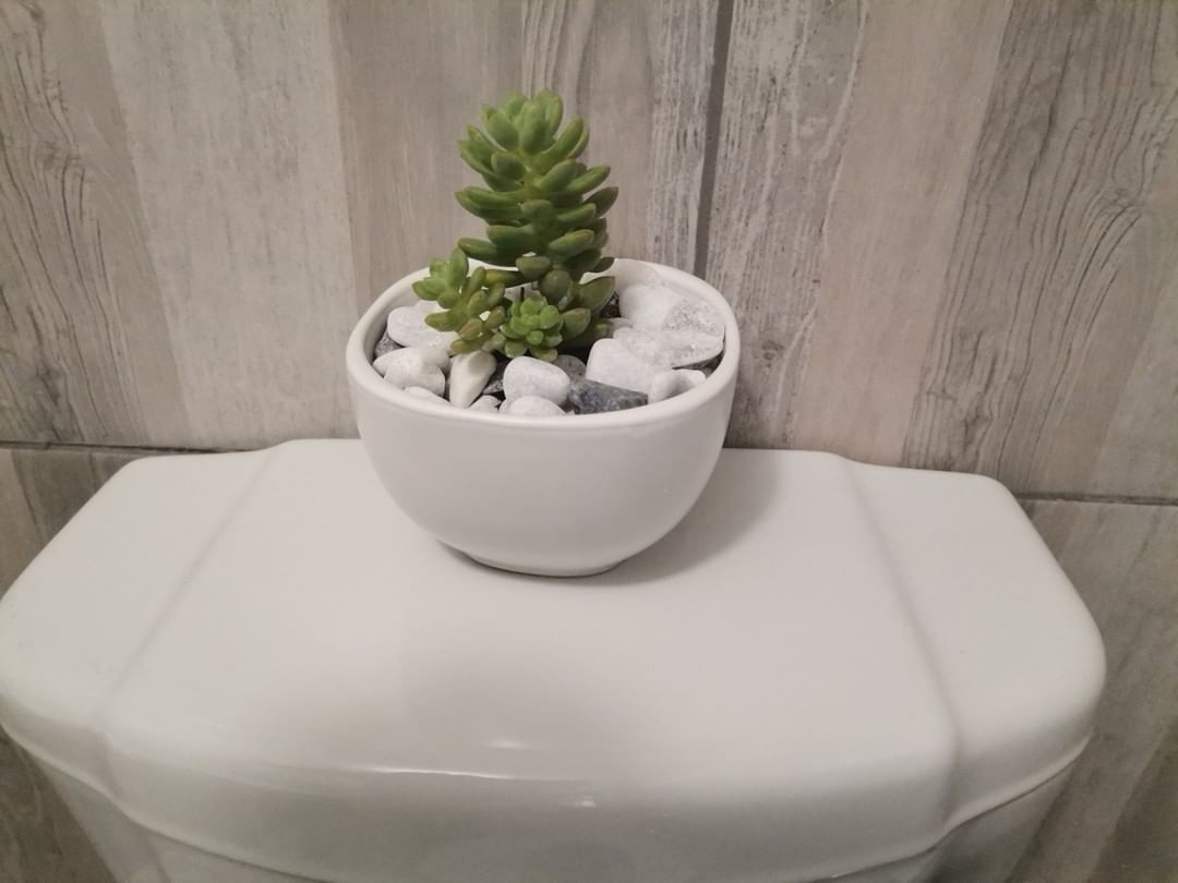 SavvyMav3rick's tweet photo. Imagine these in your bathroom 😍❤️
#CleanAir
#CleanEnvironments
Contact me us on 75062041 for your sacculents 💯😊 https://t.co/MRFEhSt4Qc