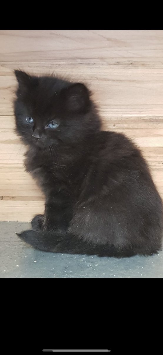 CindyMorphy's tweet photo. @MickJagger Nero is adorable! 🐈‍⬛ 💗This is Willow who I got in this lockdown. https://t.co/EnJyyFUYQK
