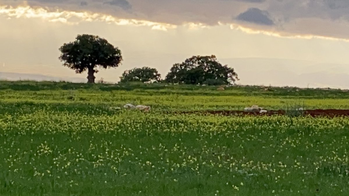 لوحة فنية ربانية من الطبيعة تدفعك للتمرد على الحظر والاستمتاع بالمناظر الخلابة من ربوع وطني ... في هذه اللحظات قبيل غروب يوم الجمعة اسال الله إن يحفظ الاردن وسائر بلاد العرب والمسلمين.