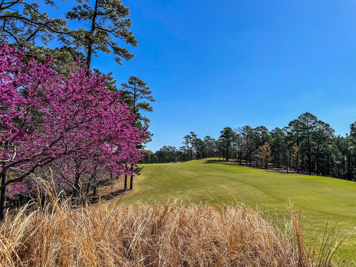 KojiMitchell's tweet photo. #springtime #arkansas #🤧 https://t.co/RudJY1mUeW