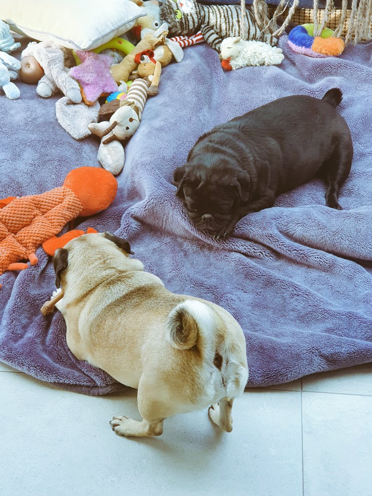 grassebath's tweet photo. The tale of two pugs! 💖 #fridayishere #fridaymotivation #yogadog #chilling #haply #contentment #pugs #fawnpug #blackpug #dogsoftwitter #dogs #puglife #pugsoftwitter #FridayVibes https://t.co/6PvtkGsZ1r