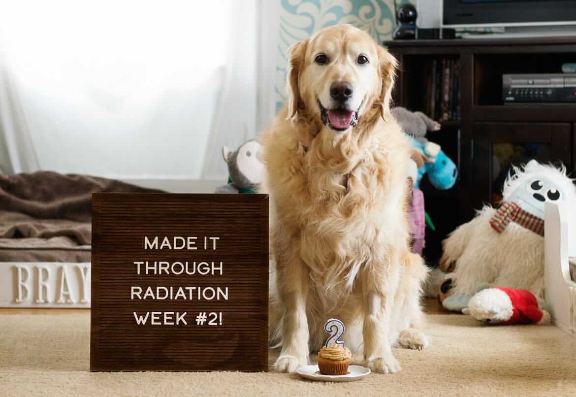 dog_rates's tweet photo. This is Peyton. He was diagnosed with brain cancer back in January. He’s been so brave during his treatments and as of this week, he is officially a radiation graduate! You can help Peyton with the cost of his care by clicking below. 14/10

https://t.co/GYEW3pgqHO https://t.co/i4KJFSfnro