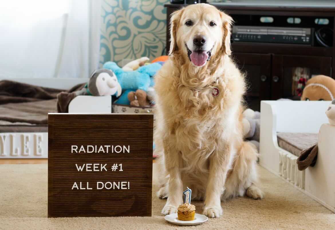 dog_rates's tweet photo. This is Peyton. He was diagnosed with brain cancer back in January. He’s been so brave during his treatments and as of this week, he is officially a radiation graduate! You can help Peyton with the cost of his care by clicking below. 14/10

https://t.co/GYEW3pgqHO https://t.co/i4KJFSfnro