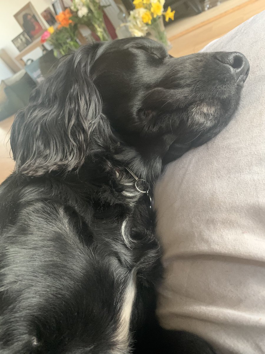 GoodBoyPablo's tweet photo. Another 🐾 tuff 🐾 week 🐾 on 🐾 Zoom 🐾🐕‍🦺 need a kip 🐾🐾🐕‍🦺 https://t.co/ttZTVw0Hn7