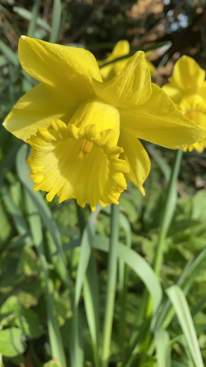Happy Friday everyone! #spring #gardening #oxfordshire