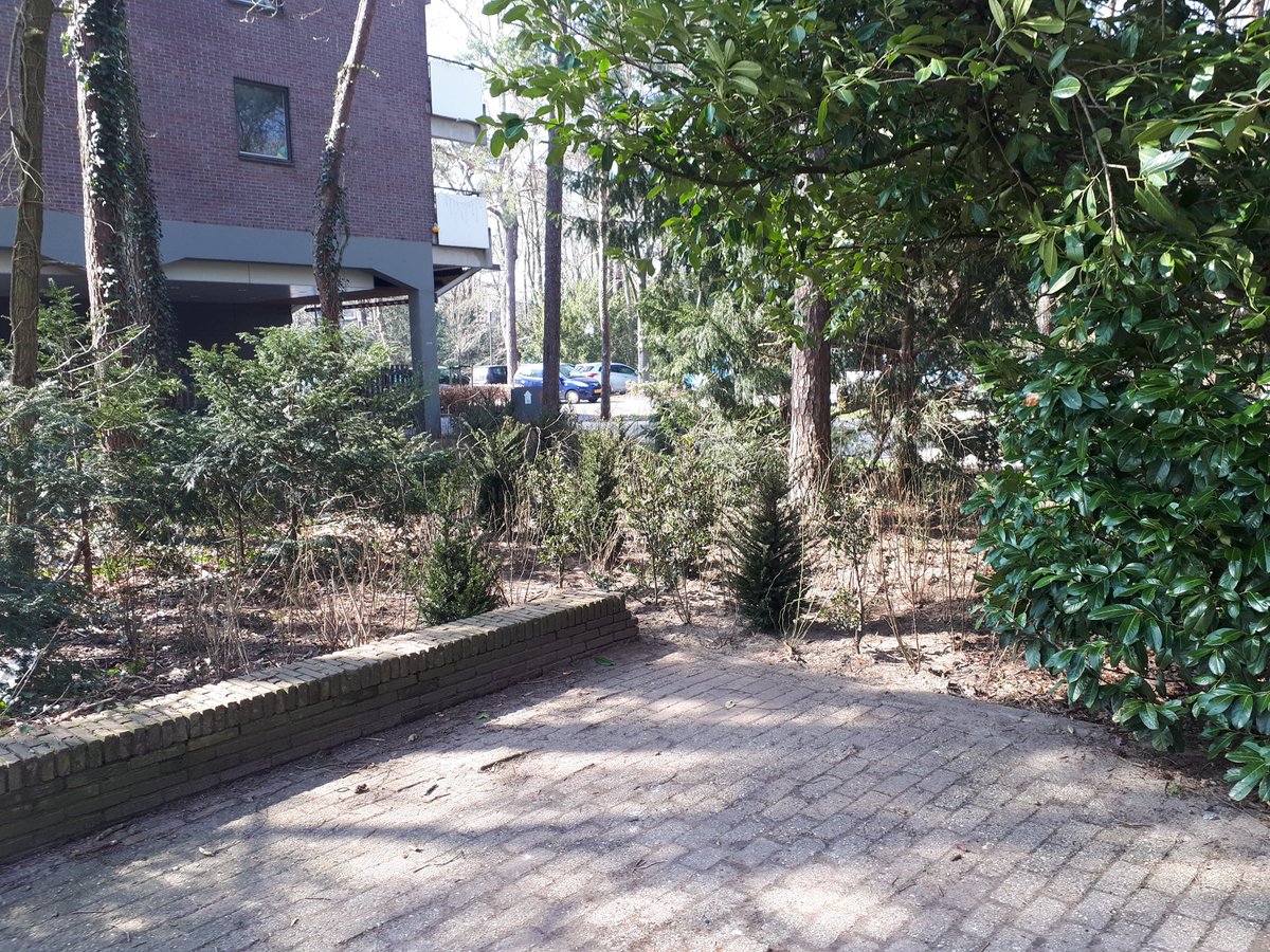 Het "olifantenpaadje" vanaf de Graaf Lodewijklaan naar het winkelcentrum #Kerckebosch beplant. Via het verharde pad er naast is het winkelcentrum zonder vieze schoenen te bereiken. @Kerckebosch