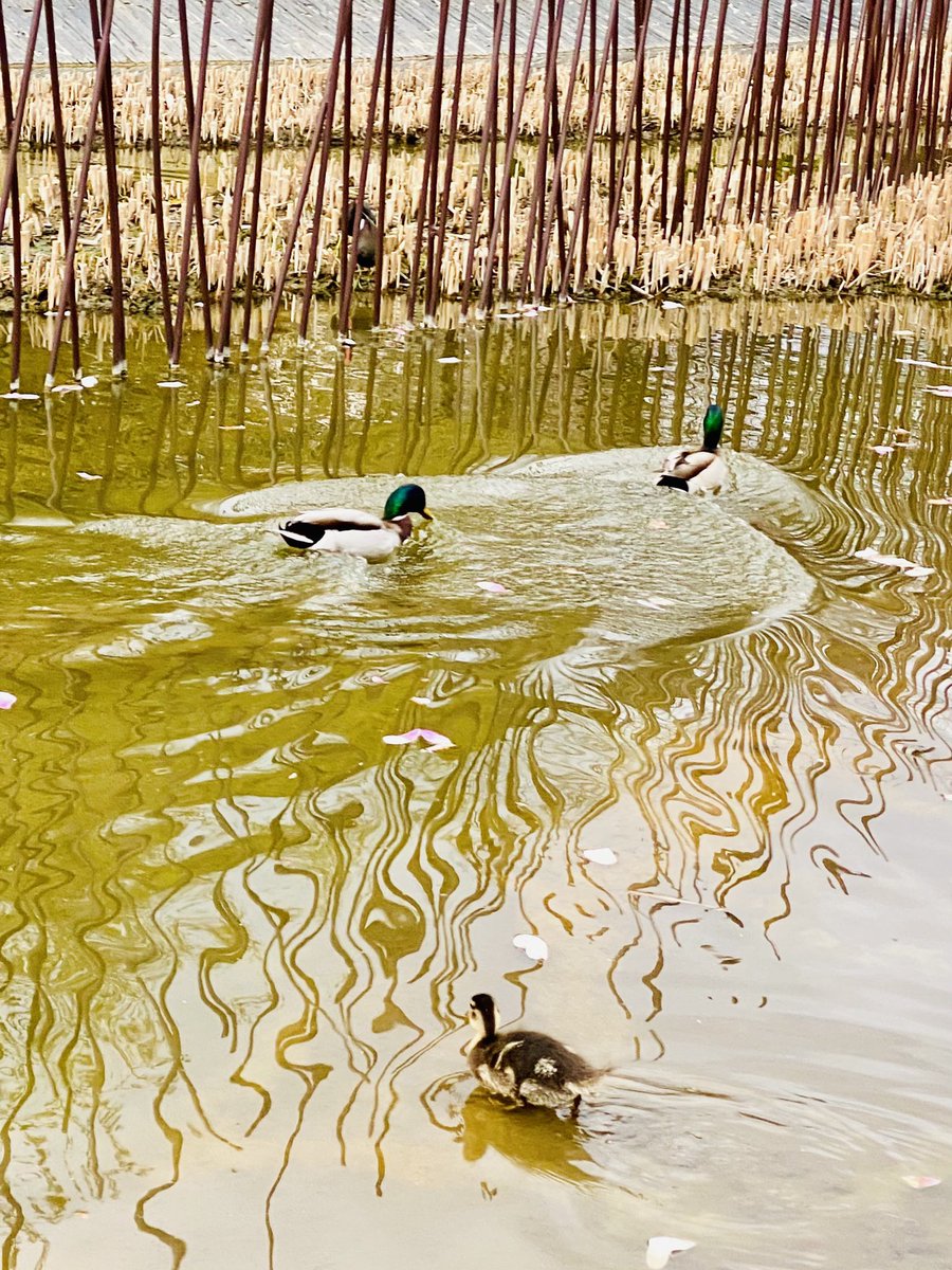 OlivGilot's tweet photo. Promenade en famille au @quaibranly pour la #TeamCanards 
#Paris https://t.co/aTBD8fWWwS