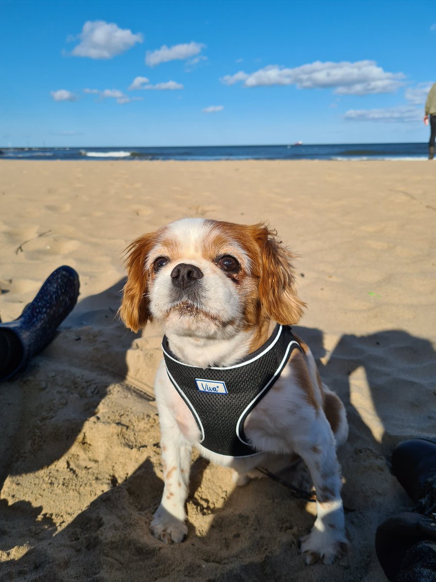 RMcCarthySage's tweet photo. @sageuk gives their employees three wellbeing days, today I spent my first going to the coast, having fish &amp; chips and walks with this rascal! https://t.co/1jpkbFzMZg